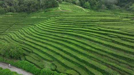 aerial trucking shot over lush rows of tea bushes, tea plantation on hillside