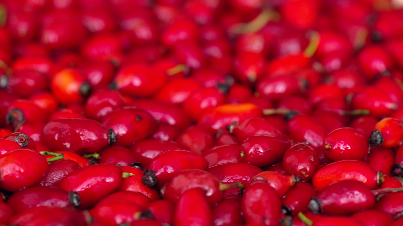 Red rosehip moving composition, close up