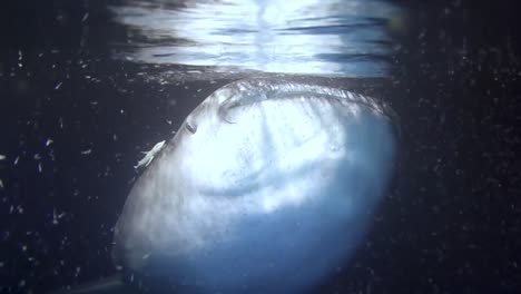 tiburón ballena comiendo cerca de la superficie en el mar caribe de méxico
