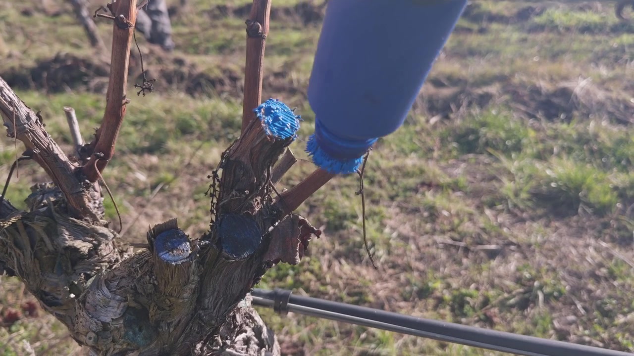 Primo piano di un operaio che dipinge le ferite di viti appena potate con sigillante protettivo durante la manutenzione invernale del vigneto e la cura delle viti