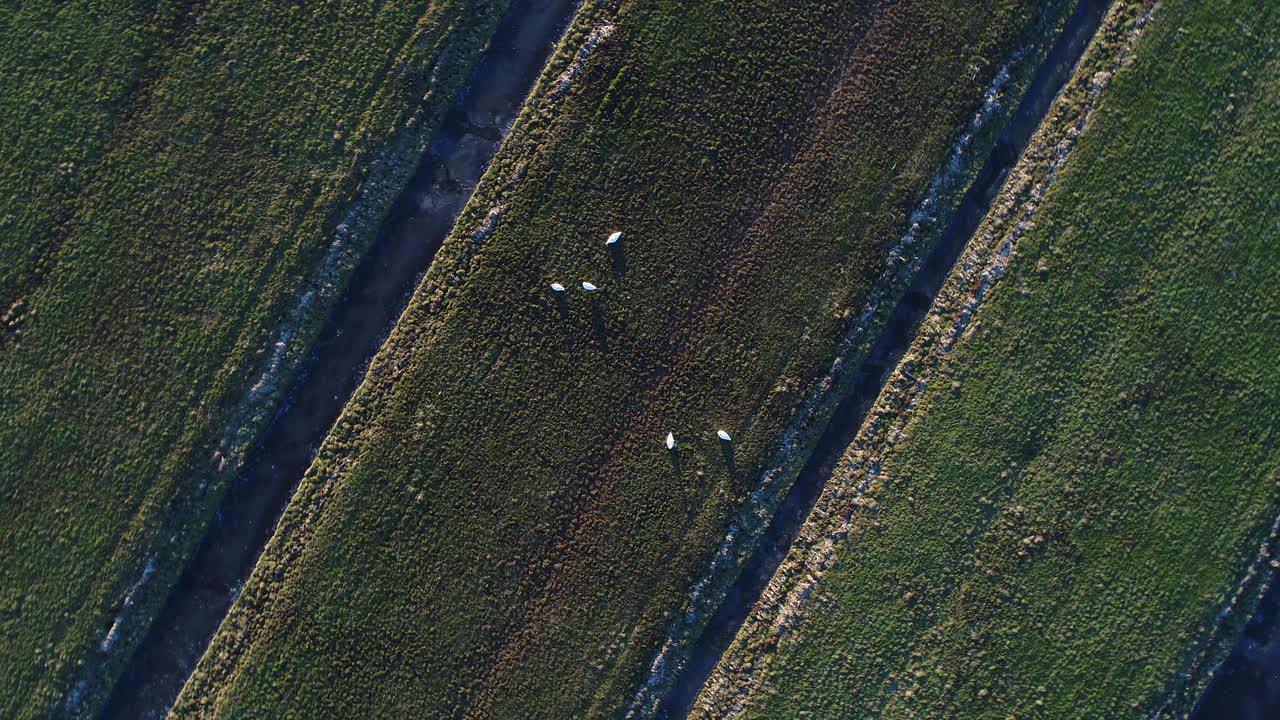 네덜란드 겨울 동안 얼어붙은 도랑 제방에 흰 새