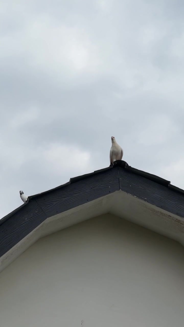 White Pigeon Perched on a Residential Roof Under a Cloudy Sky