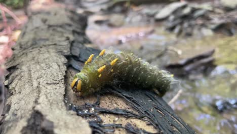 green caterpillar climbs up side of log in forest creek