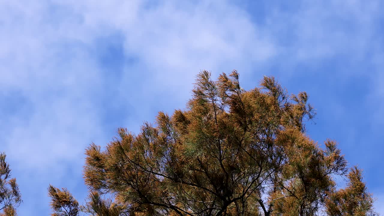 Tree branches move in light wind under soft daylight, blue sky, and scattered clouds overhead