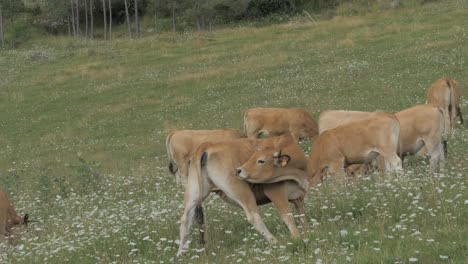 Vacas-Marrones-Paradas-En-Un-Pasto-Y-Comiendo-Hierba,-Montañas-Al-Fondo