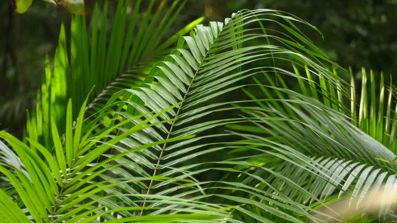 부드러운 바람과 함께 푸른 잎의 아름다운 전망
