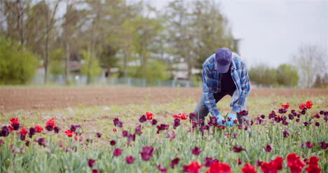 granjero agrícola que trabaja en el campo de los tulipanes