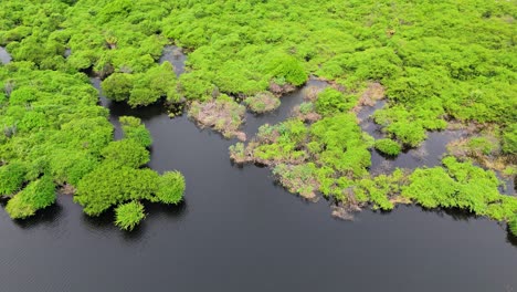 Paralaje-Aéreo-Panorámico-Alrededor-De-Una-Exuberante-Y-Extensa-Selva-Tropical-De-Humedales-Junto-Al-Embalse