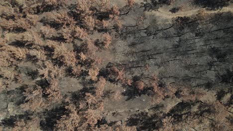 Luftaufnahme-Des-Verbrannten-Waldes