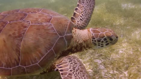 tortuga 06