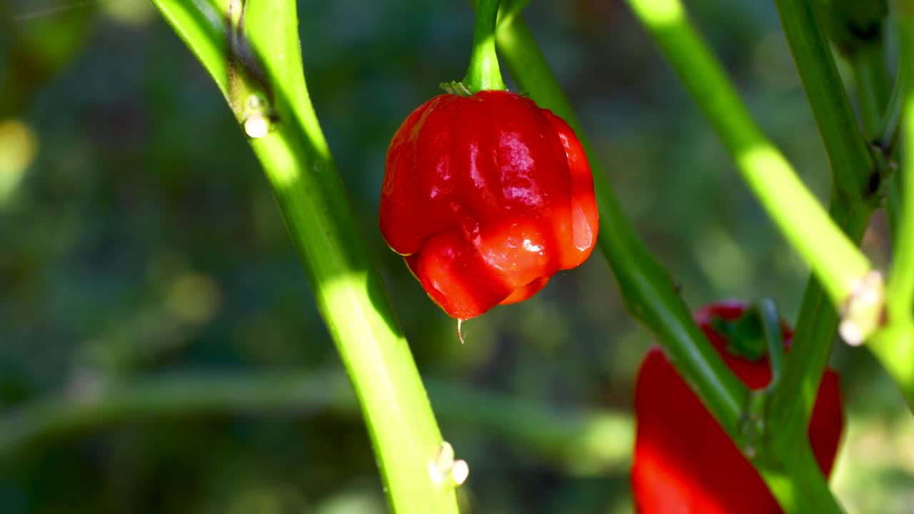 Static video of Trinidad Moruga scorpion pepper