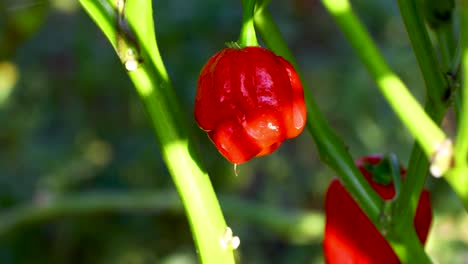 static video of trinidad moruga scorpion pepper
