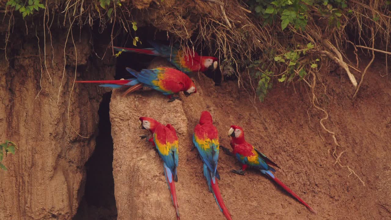 los guacamayos escarlata adornan la arcilla de chuncho, consumiendo arcilla para aumentar su salud y vitalidad.
