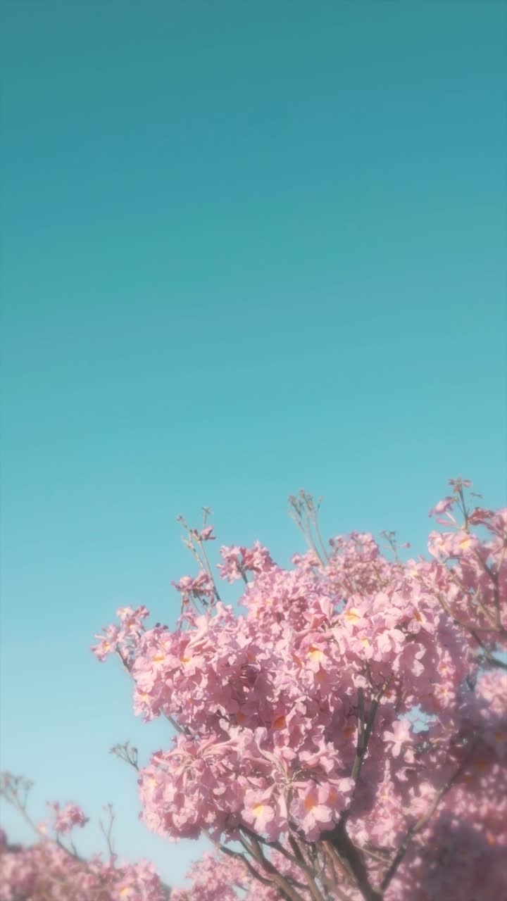 Pink Flowers Blooming Against a Clear Blue Sky