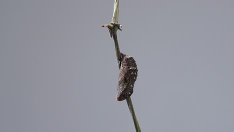 mariposa pensamiento azul emergiendo de crisálidas o pupa en lapso de tiempo
