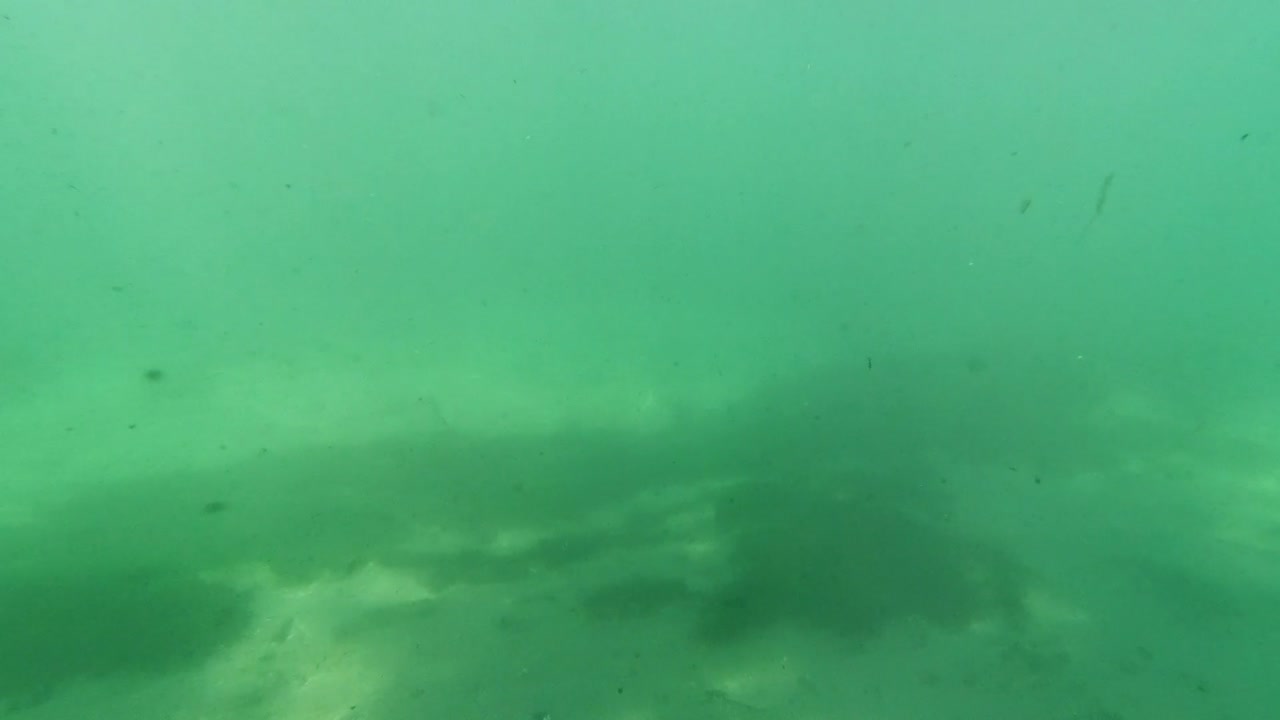 수중 민물 호수 강 봄 풍경, 풀과 조류 반사, 태양 광선 수영 선수 다리와 플로리다 ichetucknee 강 물고기와 악어-3에서 스노클링