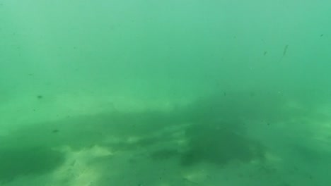 underwater freshwater lake river spring scenery with grass and algae reflections and sun beams swimmers legs and snorkeling in florida ichetucknee river fish and alligators-3