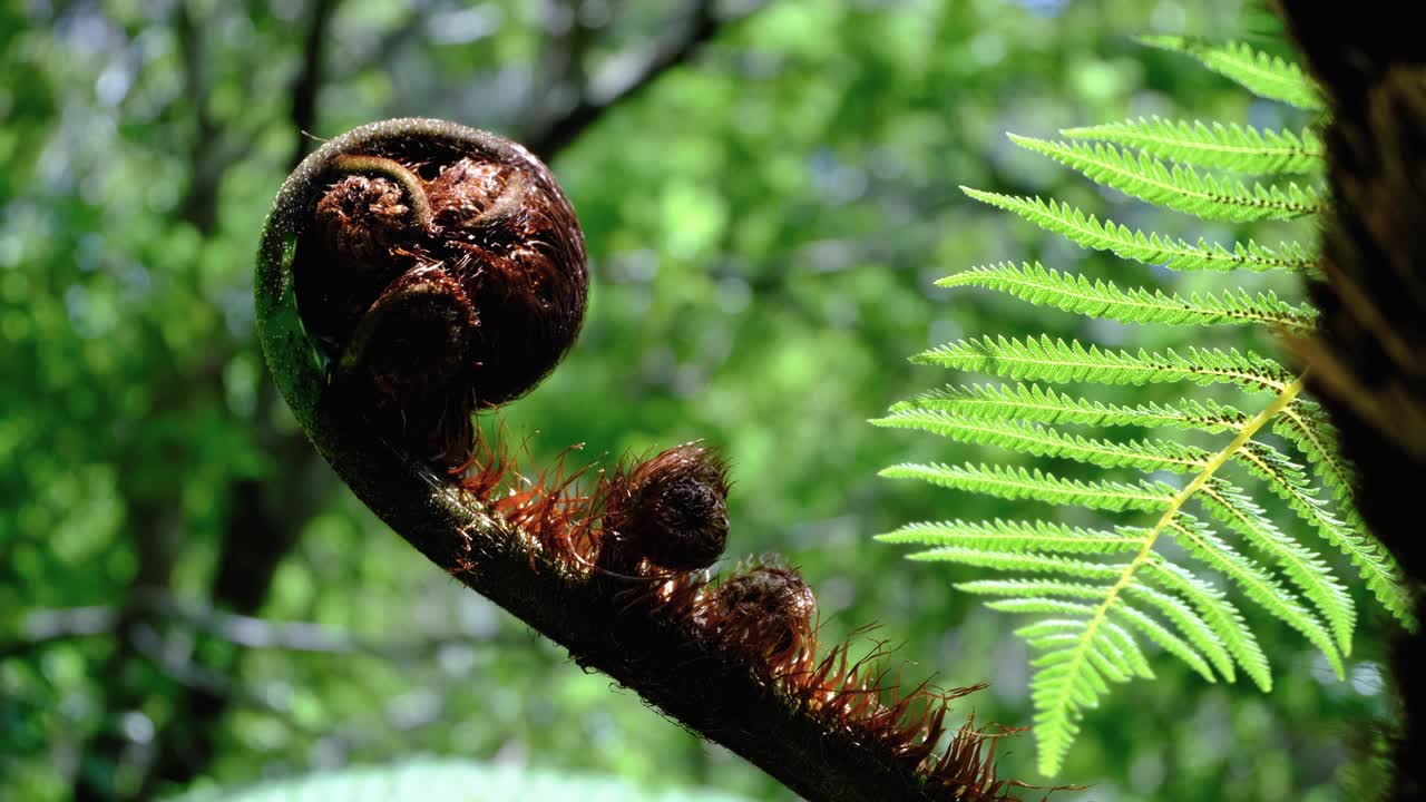 New Zealand silver fern frond Koru spiral shape symbolizing new life, growth, peace, and regeneration in Māori culture Aotearoa NZ