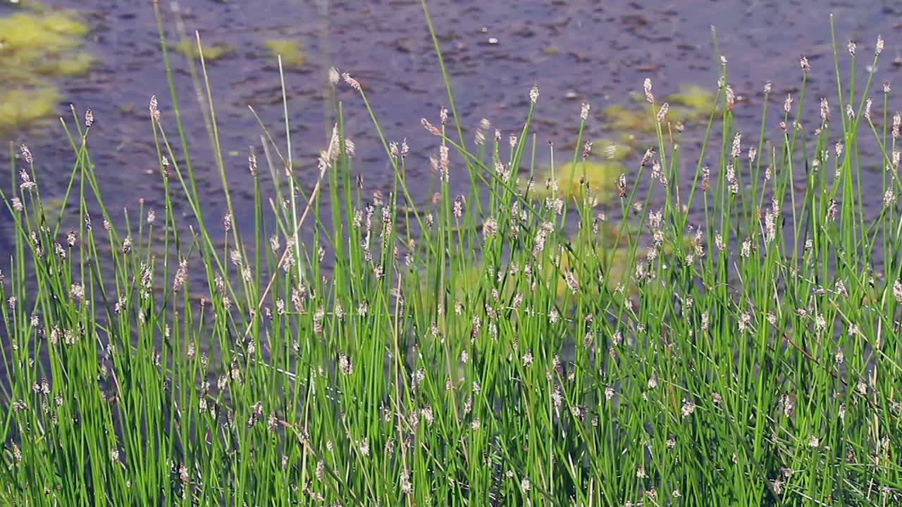 밝은 초록색 습지 스파이크 러시 식물이 습지 연못 가장자리에서 자란다