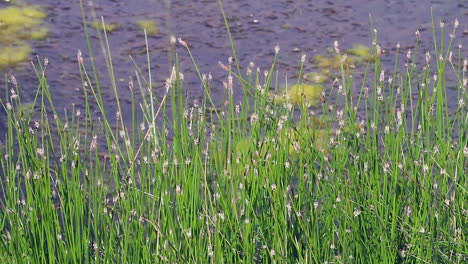 Bright-green-marsh-spike-rush-plants-grow-on-edge-of-wetland-pond