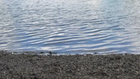 close-up footage captures gentle water ripples meeting a textured, dark shoreline. ideal for themes of nature's edge, tranquility, boundaries, or a serene water background.