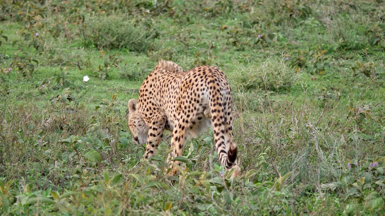 Cheetah ghepard animal wildlife wild large cat Tanzania safari excursion savanna