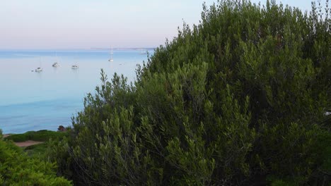 Natural-wild-olive-tree-growing-on-a-cliff-overlooking-the-blue-sea