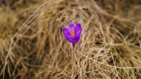 Schwenk-Nach-Rechts,-Nahaufnahme-Eines-Violetten-Krokus-Mit-Gelbem,-Trockenem-Gras-Im-Hintergrund