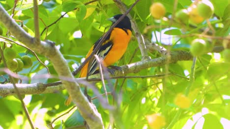 small baltimore oriole bird, perched on branches of fruit tree in minca, colombia