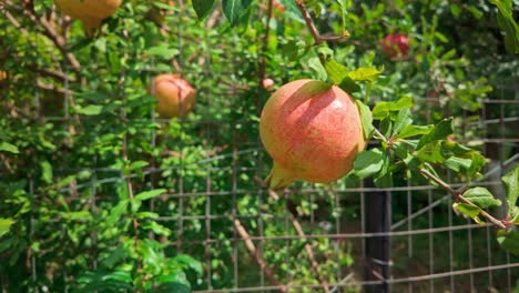 greek pomegranate tree with juicy ripe fruit hanging on branches
