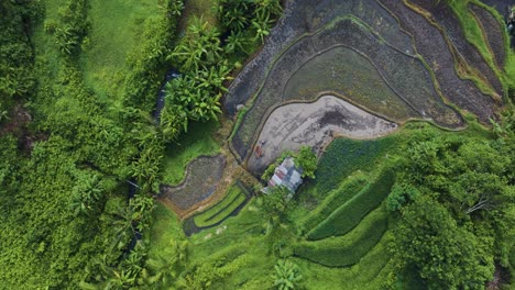 aerial 4k drone shot of a balinese farmer plowing a muddy rice field with two oxen and a traditional wooden plow in sidemen, bali. traditional farming and rural life captured from above.