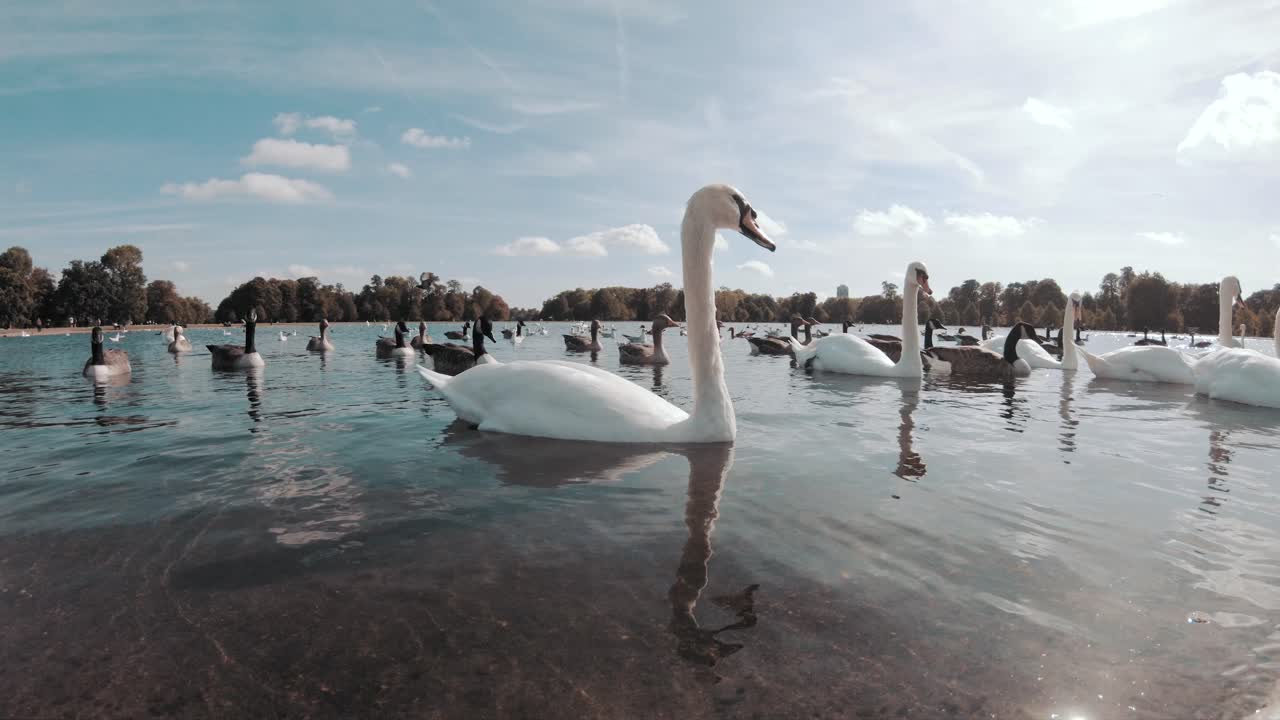 algunos cisnes y patos flotantes en un estanque