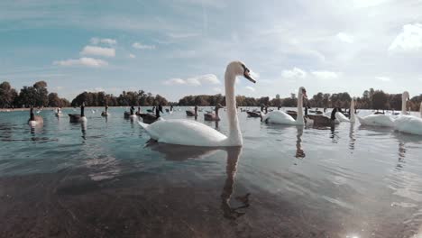 some floating swans and ducks in a pond