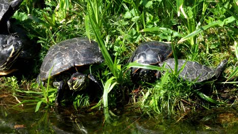 tortugas tendidas en la hierba. grupo de deslizadores de orejas rojas (trachemys scripta elegans) en el estanque.