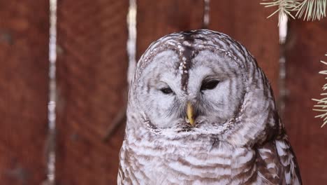 sleepy barred owl with beautiful plumage pattern turns head to camera