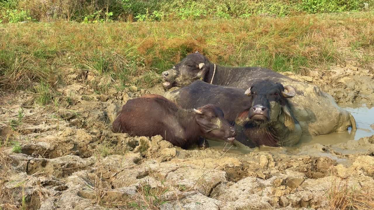 A buffalo's muddy retreat, a serene escape from the heat, enjoying a muddy bath, surrounded by grassy terrain