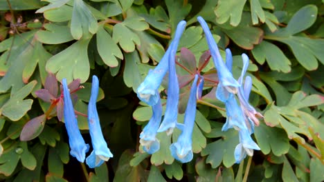 Tiro-Medio-De-Corydalis-Blue-Heron-Bush-Que-Muestra-Flores-De-Corydalis