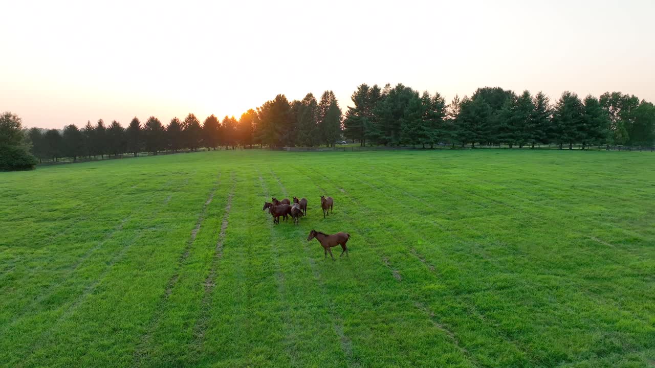caballos en el pasto