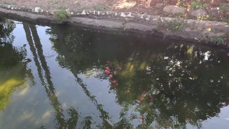 la luz del sol y las sombras bailan en un estanque tranquilo.