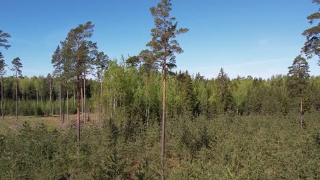una vista aérea de un exuberante bosque de pinos