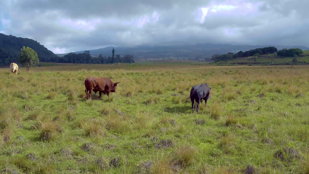 ganado en exuberantes pastos verdes en la isla hawaiana de maui