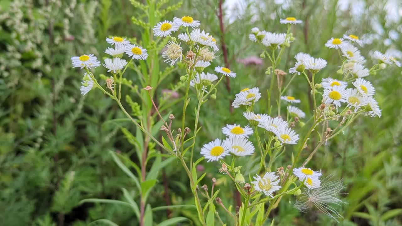 el erigeron annuus, el fleabane anual, el daisy fleabane