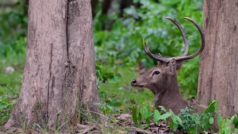 Der-Eldhirsch-Ist-Aufgrund-Von-Lebensraumverlust-Und-Jagd-Eine-Vom-Aussterben-Bedrohte-Art