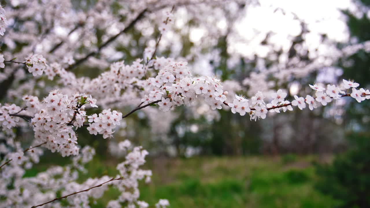 Branch with bloom spring flowers. Beautiful blooming cherry tree in spring. The wind swinging blossom branches in the garden on blur background.