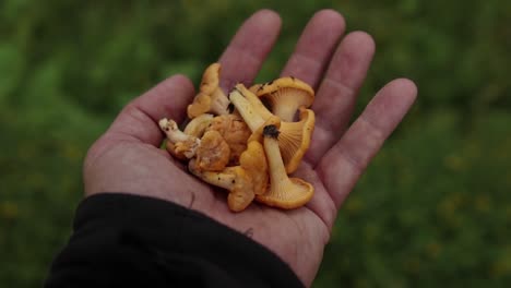 Hand-Mit-Frisch-Gepflückten-Pfifferlingen-Früh-In-Der-Saison-In-Einem-Schwedischen-Wald-Im-Sommer