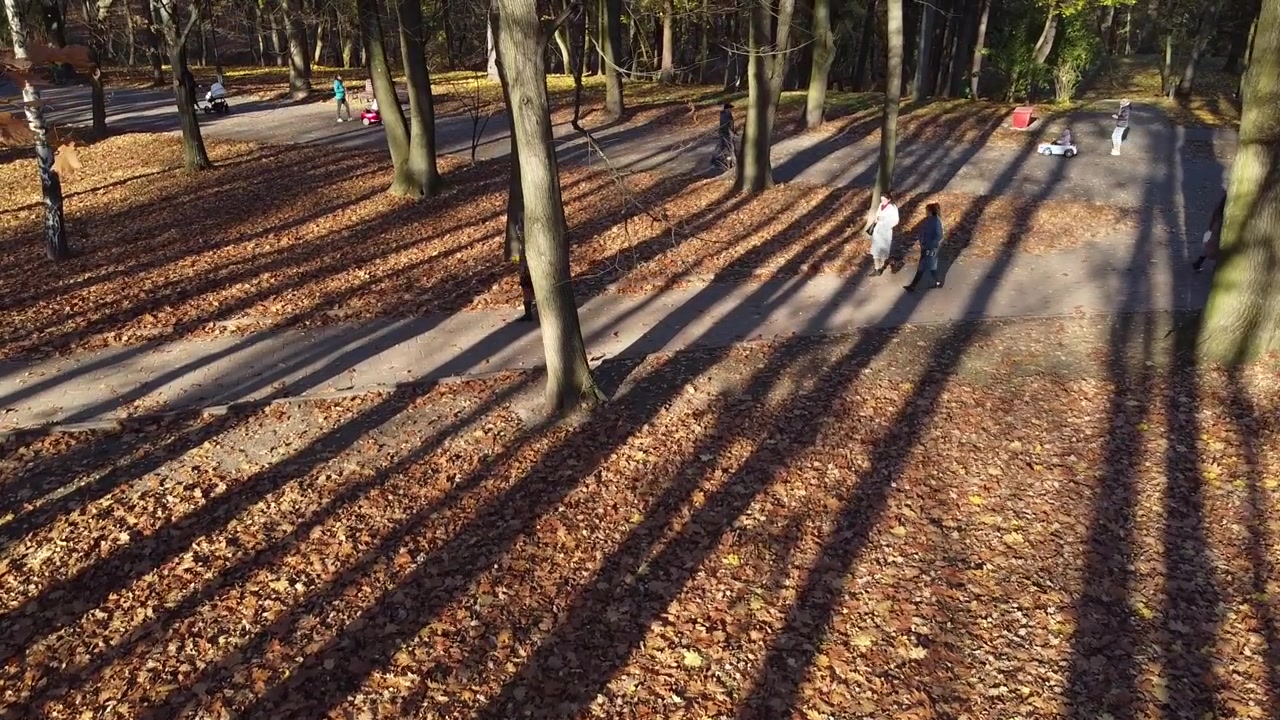 Foglie autunnali cadute nel parco