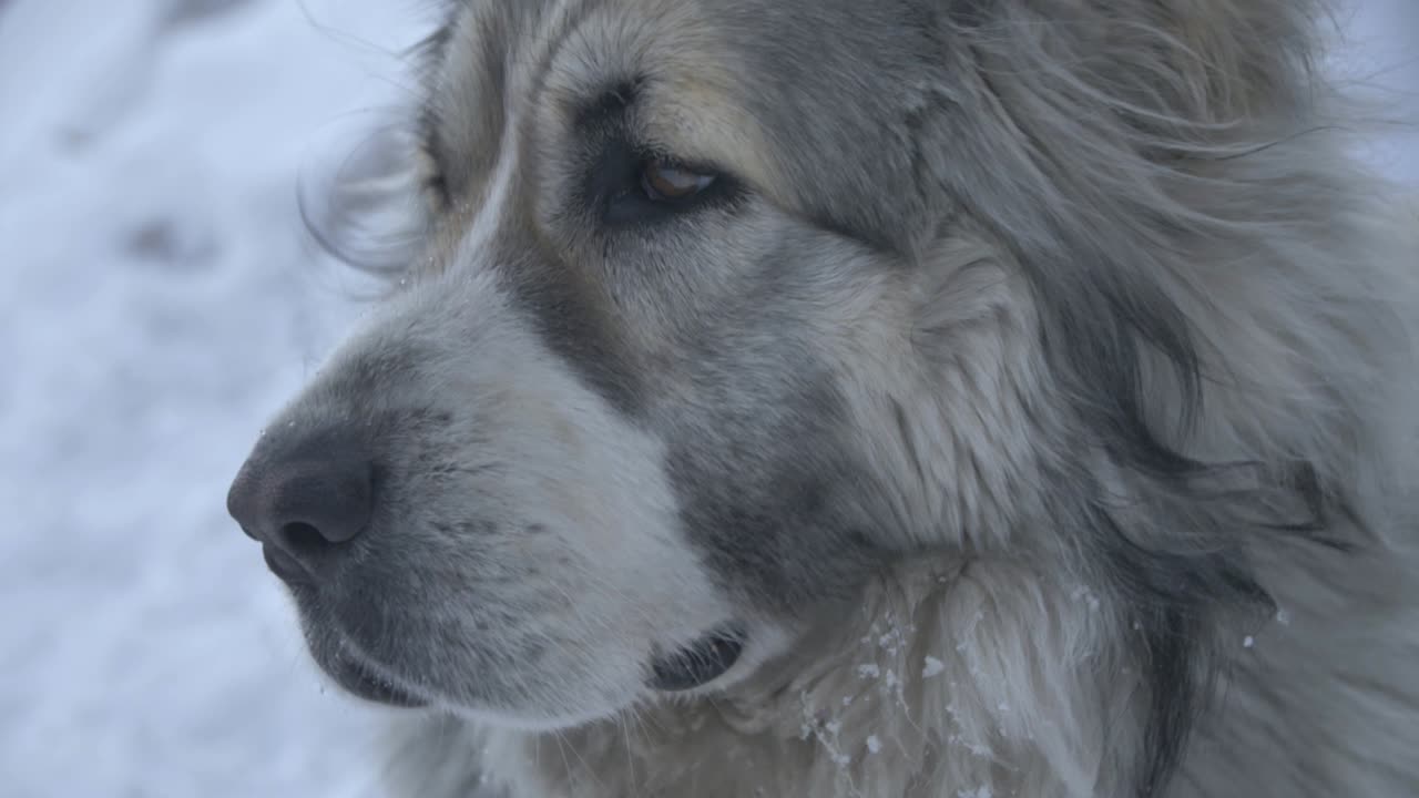 mirada del perro en los lados plano medio