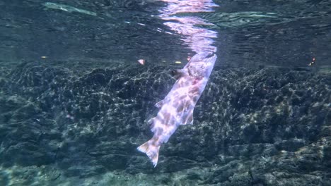 Slow-motion-video-of-dead-Trout-near-Lake-Biwa,-Japan