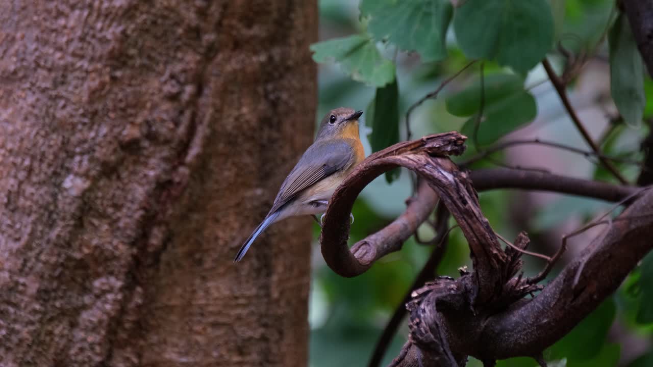 mirando hacia la derecha mirando hacia arriba mientras se agacha en una rama rizada, mosquito azul indochino cyornis sumatrensis hembra, tailandia