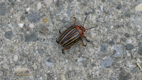 Primer-Plano-De-Un-Bicho-Caminando-Lentamente-Sobre-Un-Terreno-Pedregoso-En-La-Naturaleza,-Siguiendo-La-Toma,-4k---Leptinotarsa-Decemlineata-En-Alta-Resolución